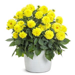 Dahlia Yellow Annual (2.6 Quart)