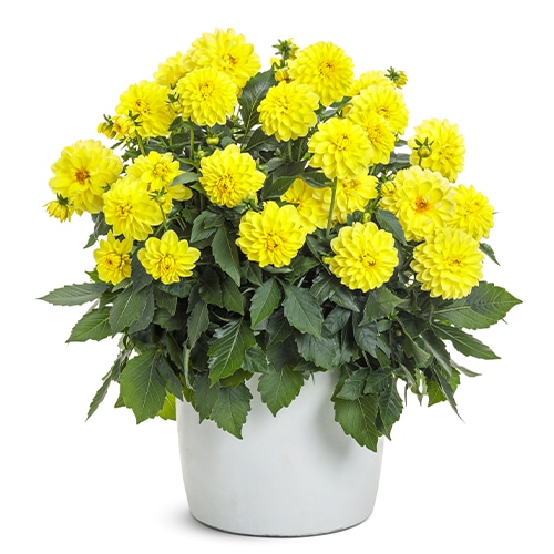 Dahlia Yellow Annual (2.6 Quart)