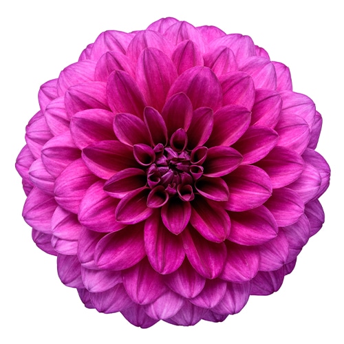 Dahlia Purple Annual (2.6 Quart) - Image 2