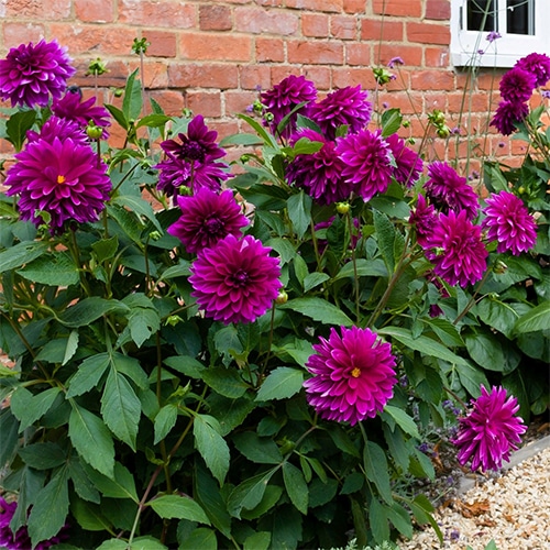Dahlia Purple Annual (2.6 Quart) - Image 3