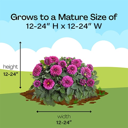 Dahlia Purple Annual (2.6 Quart) - Image 6