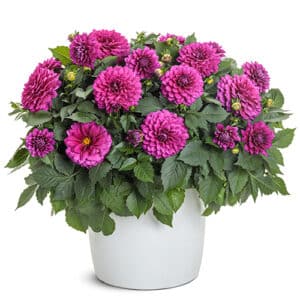 Dahlia Purple Annual (2.6 Quart)