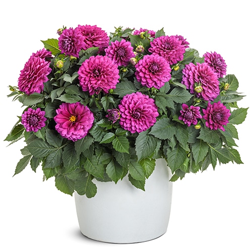 Dahlia Purple Annual (2.6 Quart)