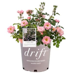 The Blushing Drift® Rose Plant with Double Soft Pink Blooms (2 Gallon)
