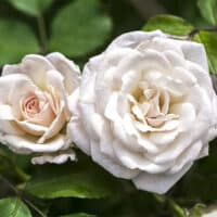 The White Drift® Rose Plant with Pure White Double Blooms (2