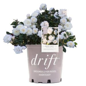 The White Drift® Rose Plant with Pure White Double Blooms (2 Gallon)