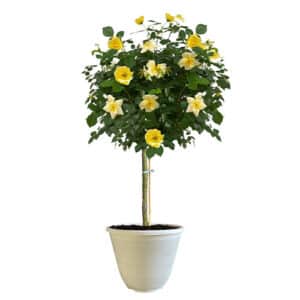 The Easy Bee-zy Knock Out Tree® Rose Plant with Bright Yellow Blooms (12" Decorative Container)