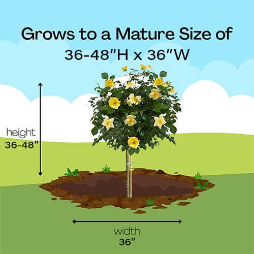 The Easy Bee-zy Knock Out Tree® Rose Plant with Bright Yellow Blooms (3 Gallon) - Image 9