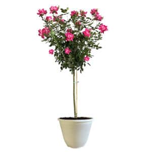 The Double Knock Out Tree® Rose Plant with Bright Bubblegum Pink Blooms (12" Decorative Container)
