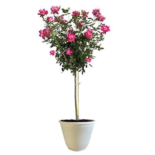 The Double Knock Out Tree® Rose Plant with Bright Bubblegum Pink Blooms (12" Decorative Container)
