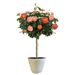 The Orange Glow Knock Out Tree® Rose Plant with Orange Blooms (12" Decorative Container)