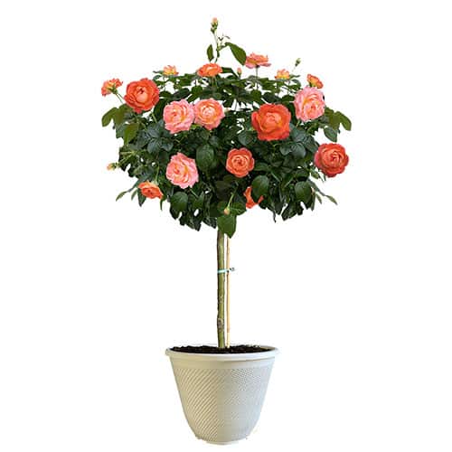 The Orange Glow Knock Out Tree® Rose Plant with Orange Blooms (12" Decorative Container)
