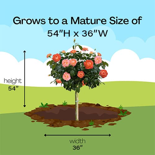 The Orange Glow Knock Out Tree® Rose Plant with Orange Blooms (12" Decorative Container) - Image 10