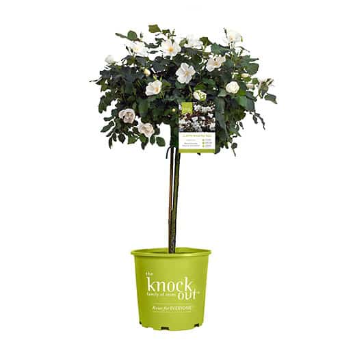 The White Knock Out Tree® Rose Plant with Pure White Blooms (3 Gallon)