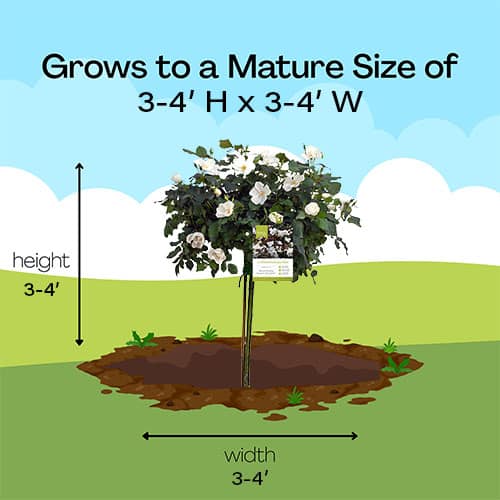 The White Knock Out Tree® Rose Plant with Pure White Blooms (3 Gallon) - Image 9