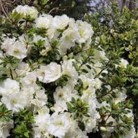 Proven Winners Azalea Perfecto Mundo Double White Shrub (2 Gallon
