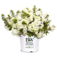 Proven Winners Azalea Perfecto Mundo Double White Shrub (2 Gallon