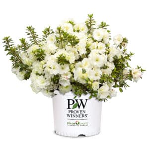 Proven Winners Azalea Perfecto Mundo Double White Shrub (2 Gallon)