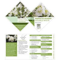Proven Winners Azalea Perfecto Mundo Double White Shrub (2 Gallon