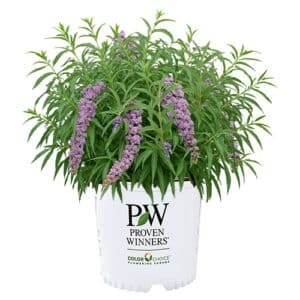 Proven Winners Buddleia Mop Top Shrub (2 Gallon)