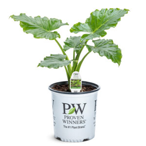 Proven Winners Elephant Ear Emerald Isle (2 Gallon)