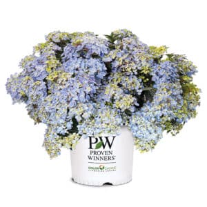 Proven Winners Hydrangea Fairytrail Fresco (2 Gallon)