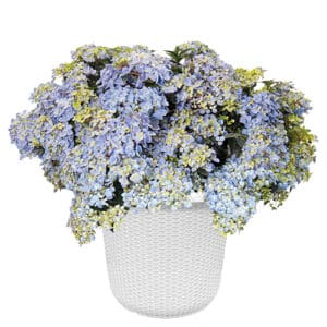 Proven Winners Hydrangea Fairytrail Fresco (2 Gallon)