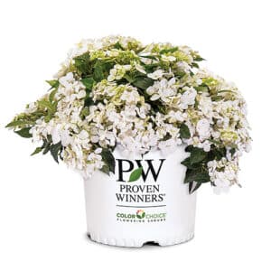 Proven Winners Hydrangea Fairytrail White (2 Gallon)