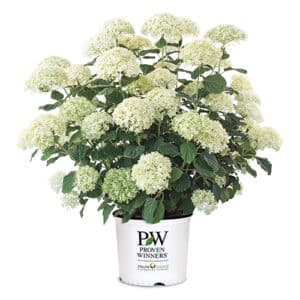 Proven Winners Hydrangea Incrediball Storm Proof Shrub (5 Gallon)