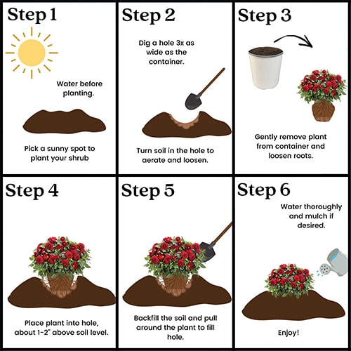 Dahlia Red Annual (2.6 Quart) - Image 5