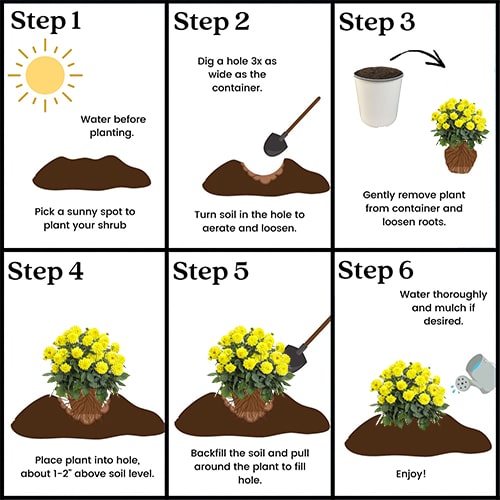 Dahlia Yellow Annual (2.6 Quart) - Image 5