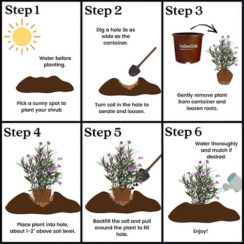 Southern Living Plant Collection Mexican Petunia Annual (2.6 Quart) - Image 6