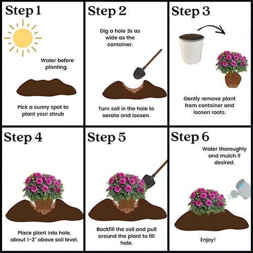 Dahlia Purple Annual (2.6 Quart) - Image 5