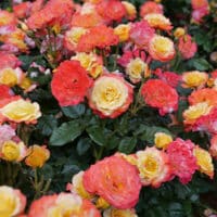 Proven Winners Rose En Fuego (2 Gallon) – Plants Direct To You