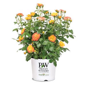 Proven Winners Rose En Fuego (2 Gallon)