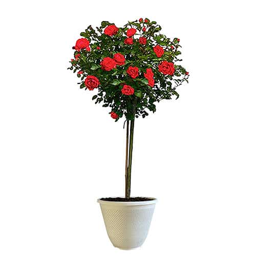 The Double Knock Out Tree® Rose Plant with Vibrant Cherry Red Blooms (12" Decorative Container)