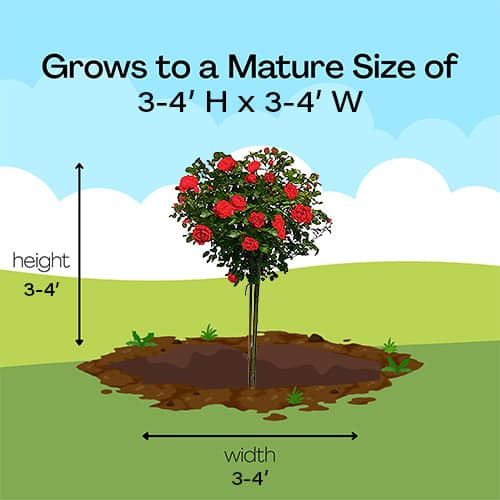 The Double Knock Out Tree® Rose Plant with Vibrant Cherry Red Blooms (12" Decorative Container) - Image 9
