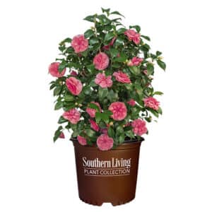Southern Living Plant Collection Camellia Early Wonder (1 Gallon)