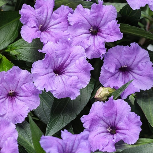 Southern Living Plant Collection Mexican Petunia Annual (2.6 Quart) - Image 3