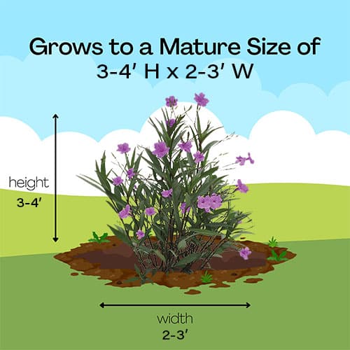 Southern Living Plant Collection Mexican Petunia Annual (2.6 Quart) - Image 7