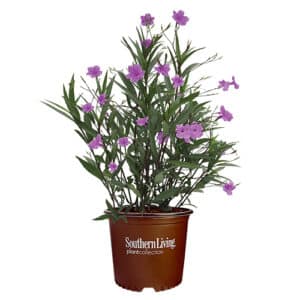 Southern Living Plant Collection Mexican Petunia Annual (2.6 Quart)