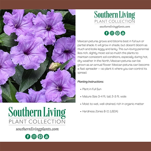 Southern Living Plant Collection Mexican Petunia Annual (2.6 Quart) - Image 4