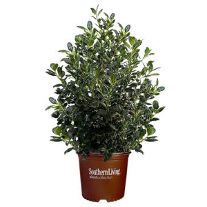 Southern Living Plant Collection Holly Nelliet Shrub (5 Gallon)