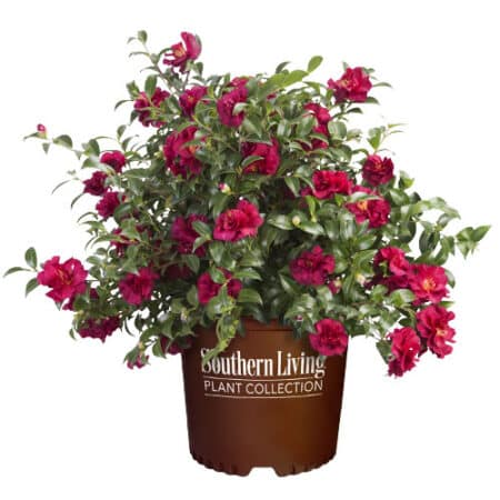 Southern Living Plant Collection October Magic Ruby (1 Gallon) – Plants ...