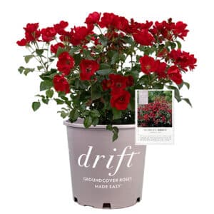 The Scarlet Drift® Rose Plant with Red Blooms (2 Gallon)