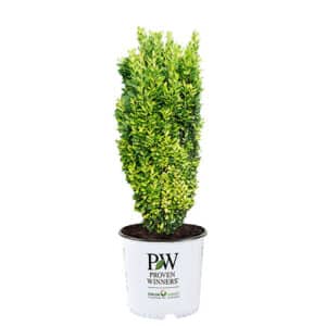 Proven Winners Japanese Holly,  Glow Stick Shrub (2 Gallon)