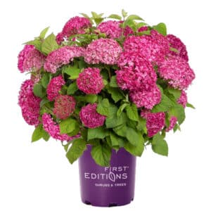 FIRST EDITIONS Hydrangea DreamScape Shrub (2 Gallon)