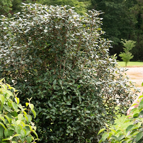 FIRST EDITIONS Viburnum Powfume Shrub (2 Gallon) - Image 5