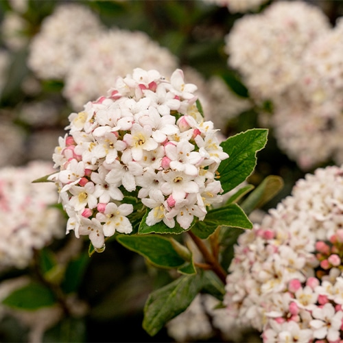 FIRST EDITIONS Viburnum Powfume Shrub (2 Gallon) - Image 2