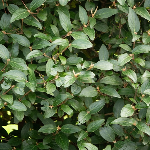 FIRST EDITIONS Viburnum Powfume Shrub (2 Gallon) - Image 4